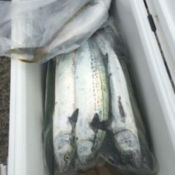 シーモンキー 釣果