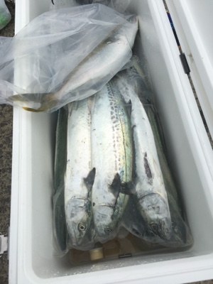 シーモンキー 釣果