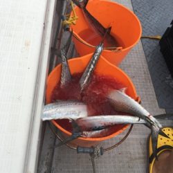 シーモンキー 釣果