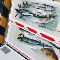 シーモンキー 釣果