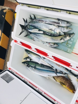 シーモンキー 釣果