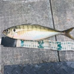 シーモンキー 釣果