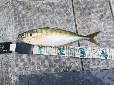 シーモンキー 釣果