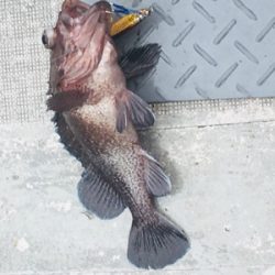 シーモンキー 釣果