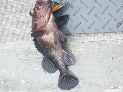 シーモンキー 釣果