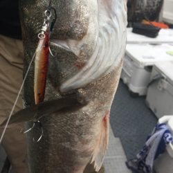 シーモンキー 釣果