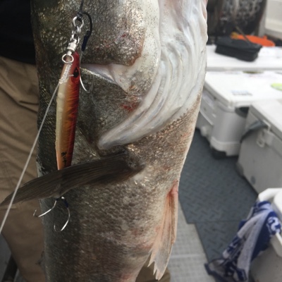 シーモンキー 釣果