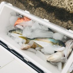 シーモンキー 釣果