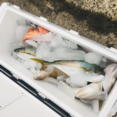 シーモンキー 釣果