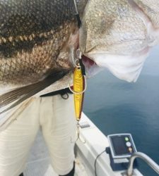 シーモンキー 釣果