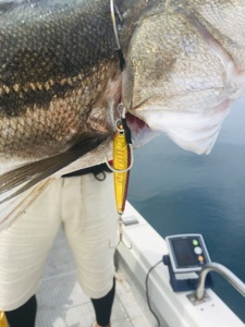 シーモンキー 釣果