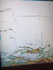 シーモンキー 釣果