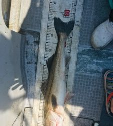 シーモンキー 釣果