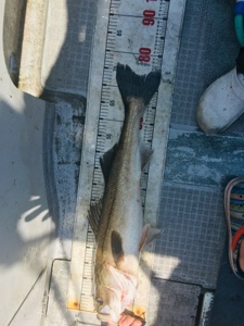 シーモンキー 釣果