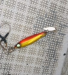 シーモンキー 釣果