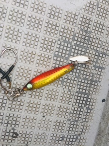 シーモンキー 釣果