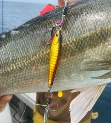 シーモンキー 釣果