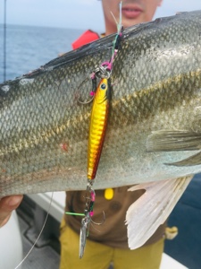 シーモンキー 釣果