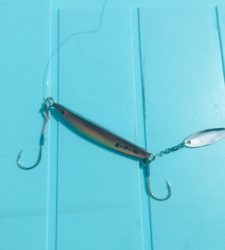 シーモンキー 釣果