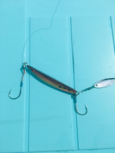 シーモンキー 釣果