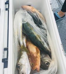 シーモンキー 釣果