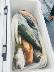 シーモンキー 釣果