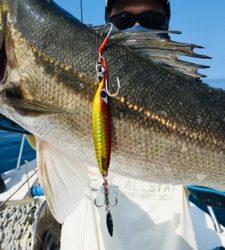 シーモンキー 釣果