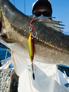 シーモンキー 釣果