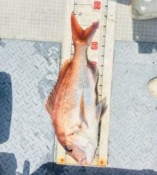 シーモンキー 釣果