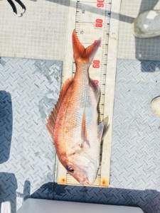 シーモンキー 釣果