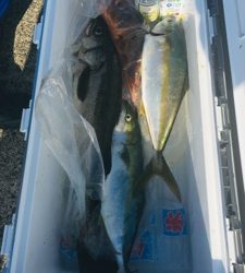 シーモンキー 釣果