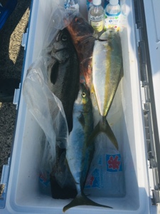 シーモンキー 釣果