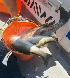 シーモンキー 釣果