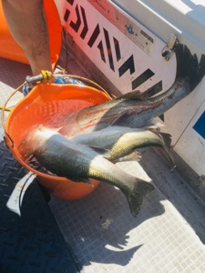 シーモンキー 釣果