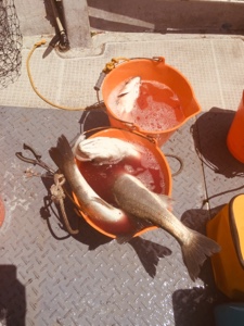 シーモンキー 釣果