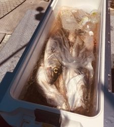 シーモンキー 釣果