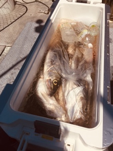 シーモンキー 釣果