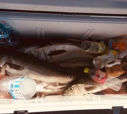 シーモンキー 釣果