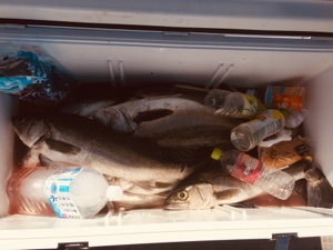 シーモンキー 釣果