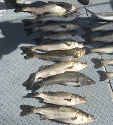 シーモンキー 釣果