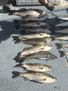 シーモンキー 釣果