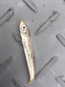 シーモンキー 釣果