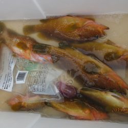 大進丸(新潟) 釣果