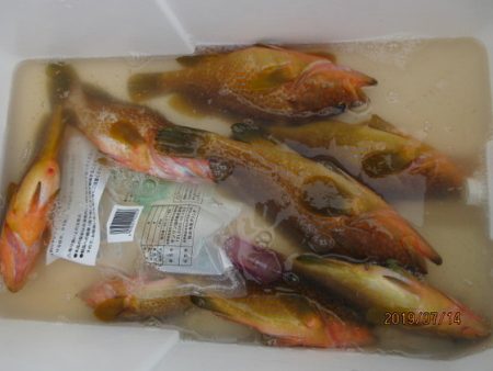 大進丸(新潟) 釣果