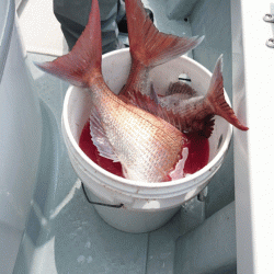 遊漁船ブルーウッズ 釣果