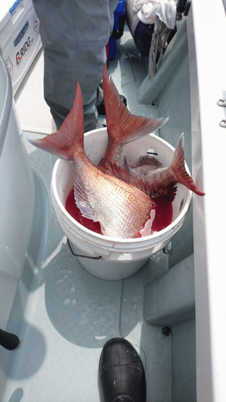 遊漁船ブルーウッズ 釣果