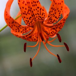 小菅トラウトガーデン 釣果