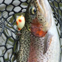 小菅トラウトガーデン 釣果