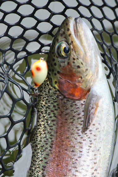 小菅トラウトガーデン 釣果