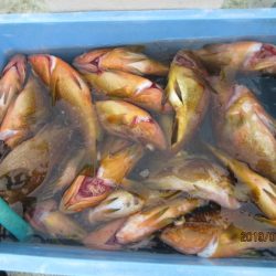 大進丸(新潟) 釣果